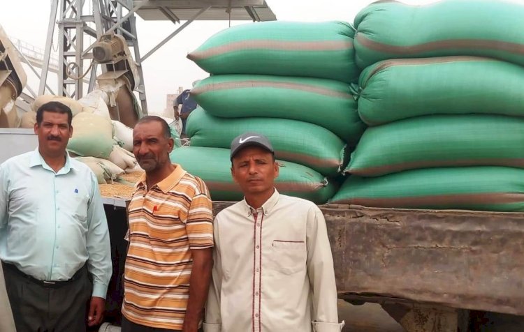 محافظ المنيا: استمرار أعمال توريد القمح بتوريد 508 آلاف طن