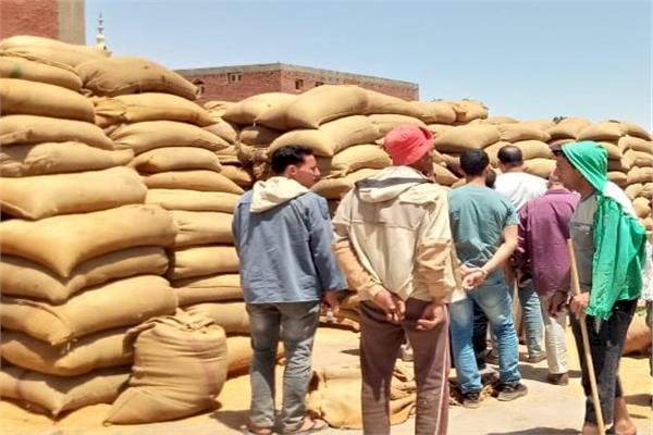 محافظ المنيا: شون وصوامع المحافظة تواصل استقبال القمح وتوريد ٤٧٢ ألف طن من المحصول