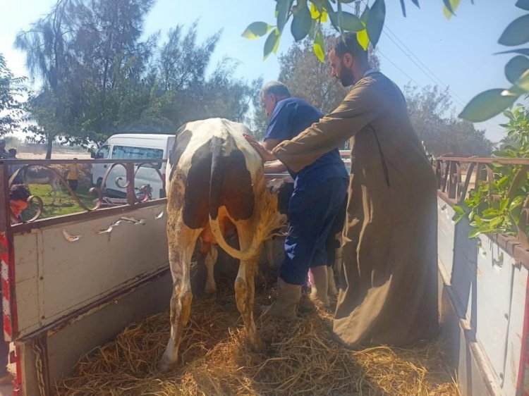 قافلة بيطرية مجانية لعلاج مواشي صغار المربين بوادي النطرون