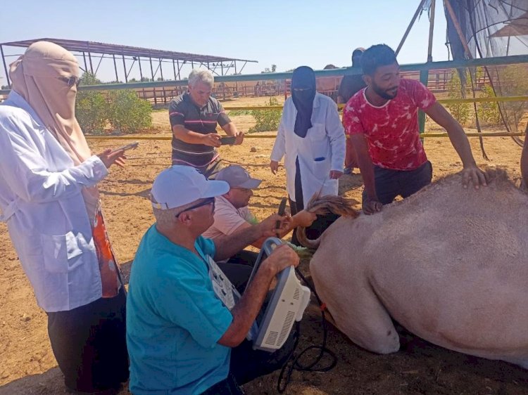 الزراعة تطلق قافلة بيطرية لعلاج المواشي والهجن بجنوب سيناء