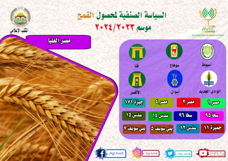 الزراعة تنشر انفوجراف الخريطة الصنفية لمحصول القمح بالمحافظات