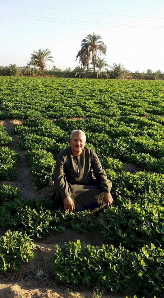 نقيب الفلاحين يكشف سبب انخفاض أسعار الطماطم 