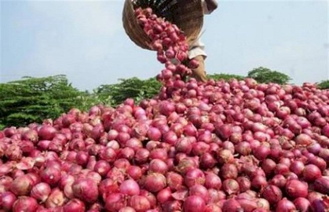 استمرار منع تصدير البصل