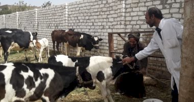 تحصين 270 ألف رأس ماشية خلال شهر بالمنيا