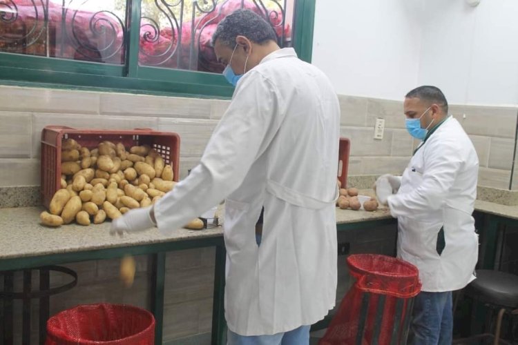 الزراعة تبرز انشطة العفن البني في البطاطس