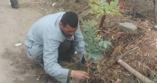 ضمن مبادرة 100 مليون شجرة.. زراعة 75 شجرة على طريق مصر أسوان بمركز مطاي