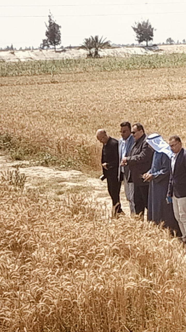الزراعة تشهد افتتاح موسم حصاد القمح في سيناء
