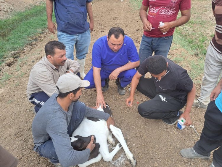 الزراعة:بحوث الصحراءيوجه قافلة بيطرية مجانية لصغار المربين بالوادي الجديد