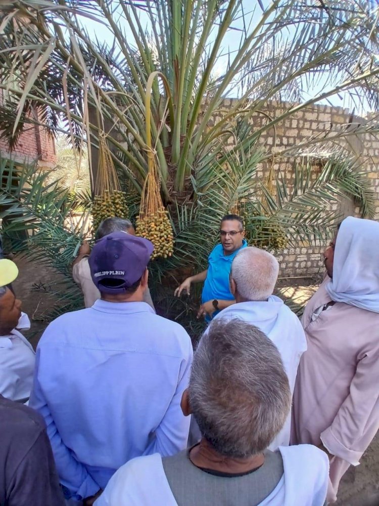 المركزي للنخيل يستعرض انشطنه الارشادية والتدريبيةاغسطس الماضي