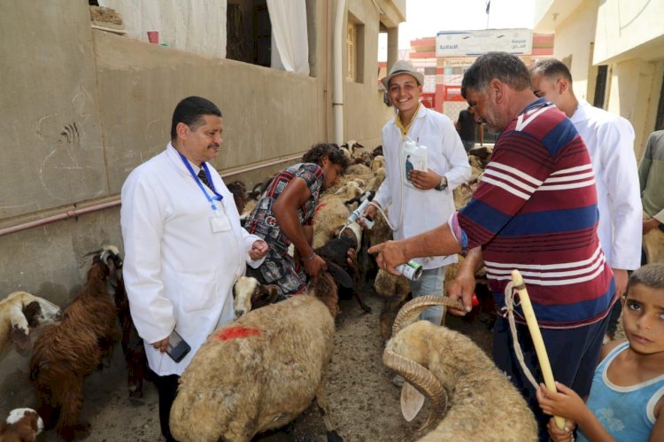 فحص ١٧٠ ألف رأس ماشية مجانا لصغار المربين احتفالا بعيد الفلاح