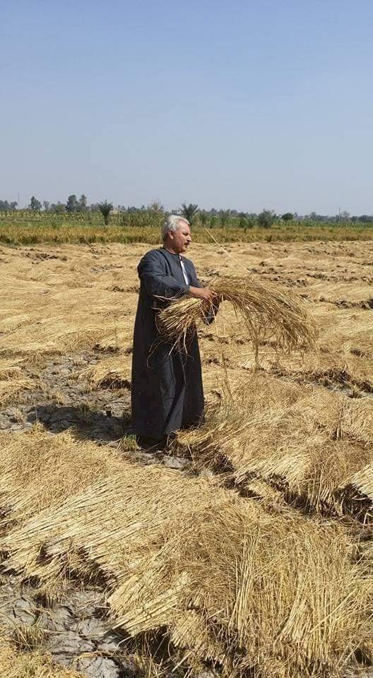 نقيب الفلاحين ينفي ارتفاع اسعار الارز