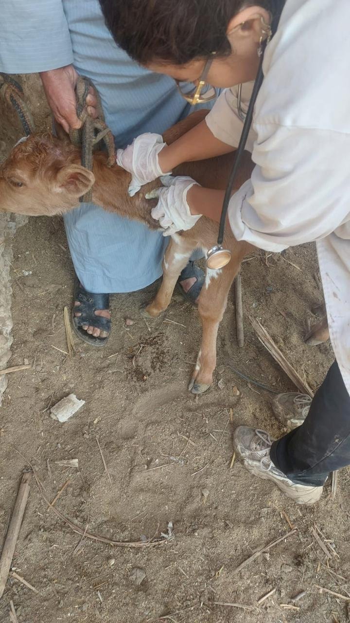 بداية تقدم 1834 خدمة بيطرية في قرى المنيا ضمن قوافل علاجية مجانية