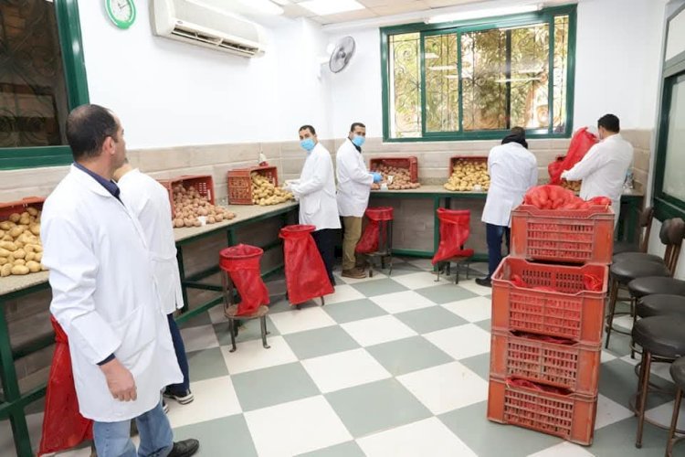 "الزراعة" تعلن  المساحات الخالية من العفن البني في البطاطس