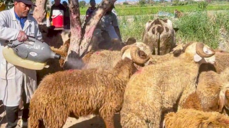 تقديم خدمات لـ 41 ألف رأس ماشية لتحسين السلالات وتعزيز الأمن الغذائي بالمنيا