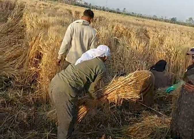 منذ بداية الموسم.. شون وصوامع المنيا تستقبل 229 ألف طن قمح