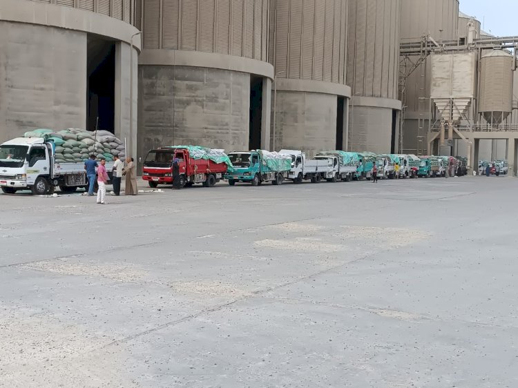 330 ألف طن قمح بصوامع المنيا في موسم التوريد 2025
