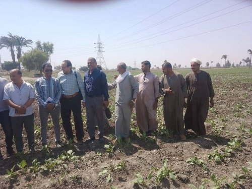 تنفيذ ندوات إرشادية للمحاصيل الصيفية بالمراكز بالمنيا