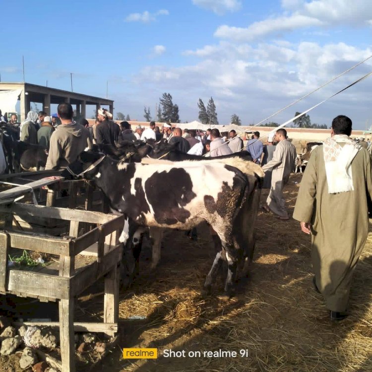 تحصين أكثر من 44 ألف رأس ماشية بالمنيا لحماية الثروة الحيوانية
