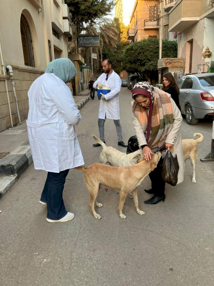 تحصين الكلاب الحرة ضد السعار بعدة مناطق حيوية بالمنيا