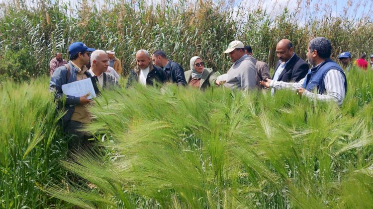 "الزراعة" تتابع برامج إنتاج التقاوي والمحاصيل الاستراتيجية بمحطة النوبارية