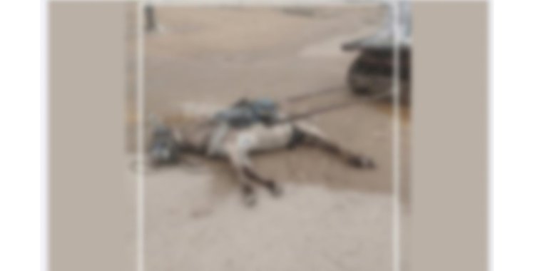 نكشف منشور نفوق دابة نتيجة صعق كهربائى بالسويس