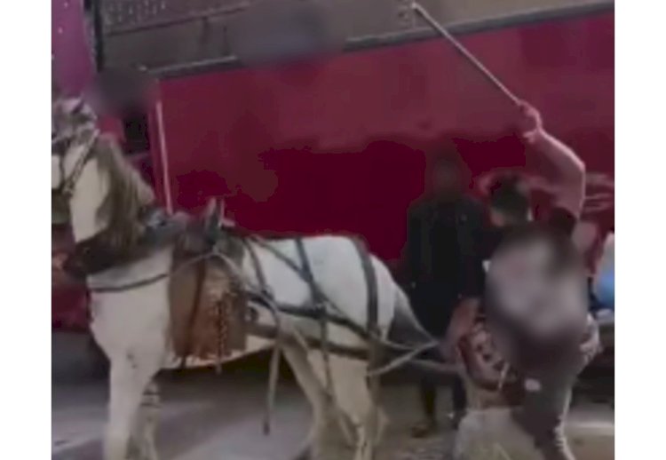 اعرف فيديو قيام  عربجي بضرب"حصان" بكرباج  يقود عربة "كارو" بالقليوبية