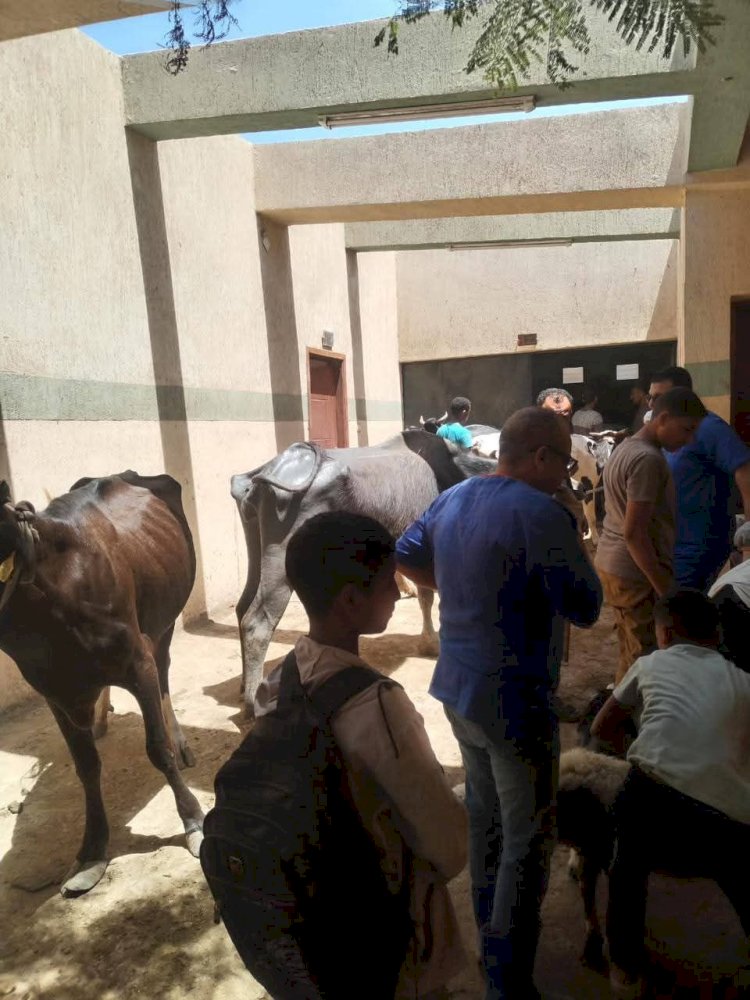 قوافل بيطرية مجانية للحفاظ علي الثروة الحيوانية بعدد من مدن سوهاج
