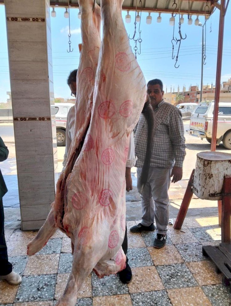 الزراعة توجه حملات  بالمحافظات لمواجهة ذبح "البتلو" خارج المجازر