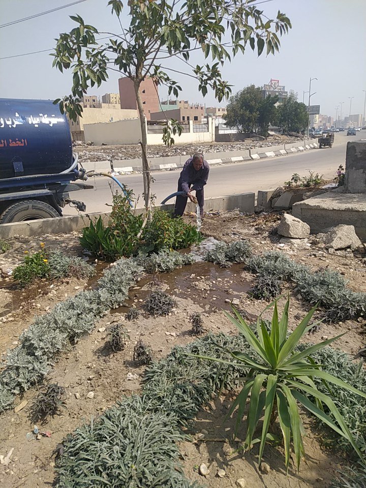 تنفيذ حملة ١٠٠مليون شجرة بمحور الطريق الدائري بنطاق حي الطالبية