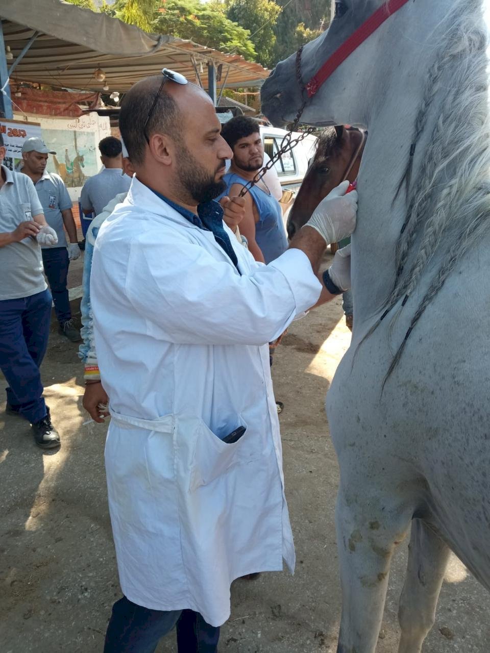 "الزراعة" تستكمل استعداداتها البيطرية لاستضافة بطولة الفروسية الدولية بمنطقة الأهرامات